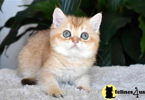 thechubbyfacedcat Picture 3